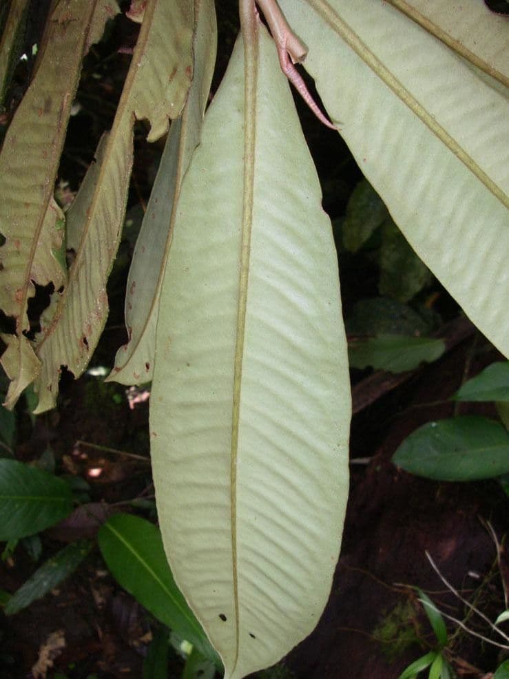 Ardisia 10