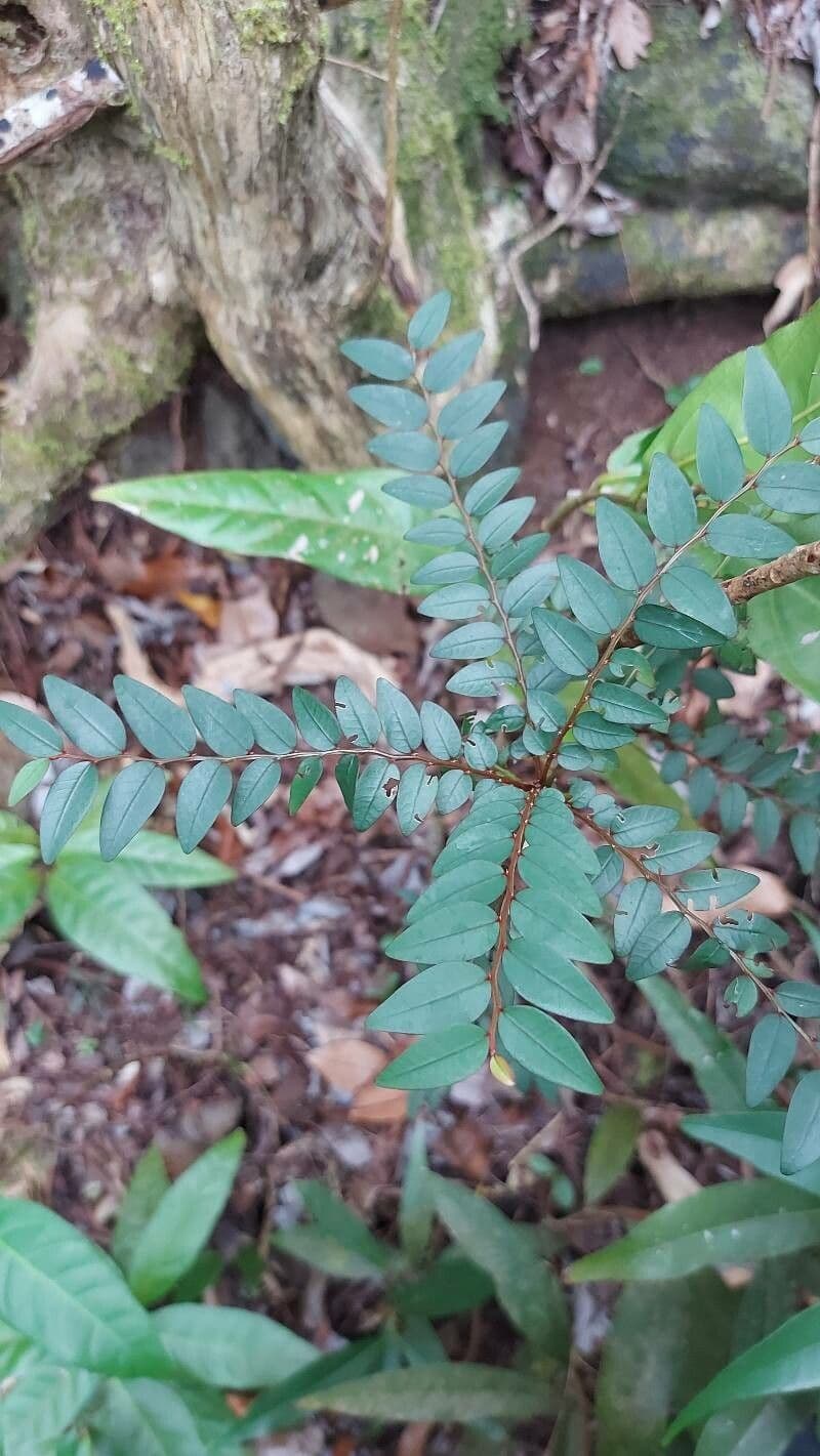 Phyllanthus 8