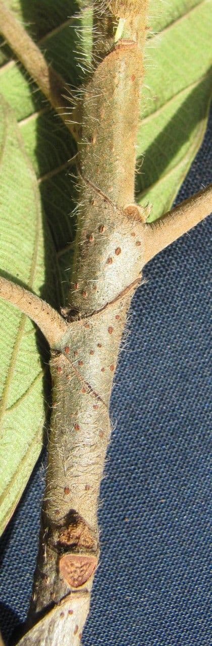 Coussapoa villosa 16