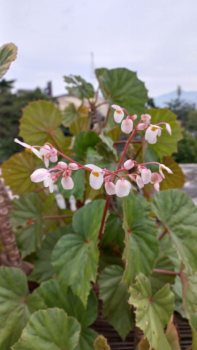 Begonia