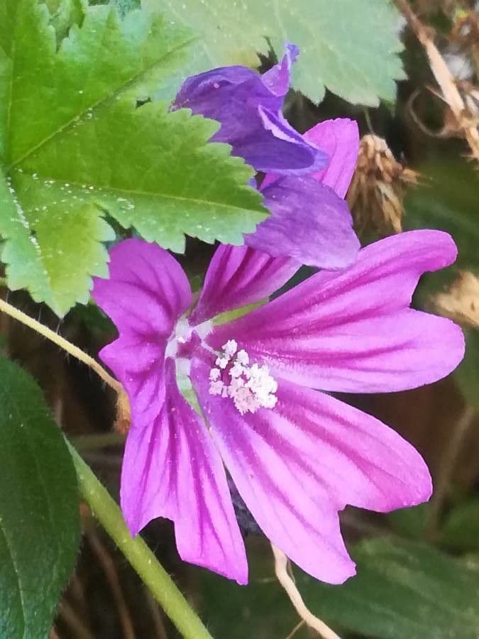 Malva selvatica 8