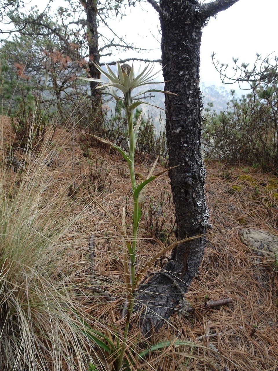 Eringio 12