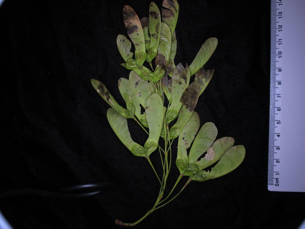 Acero 4