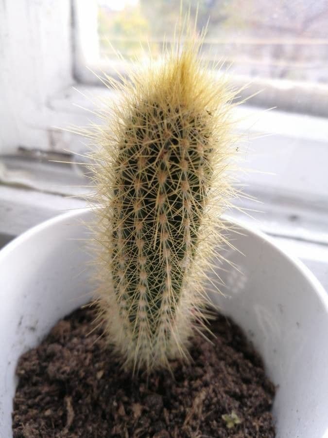 Pilosocereus 3