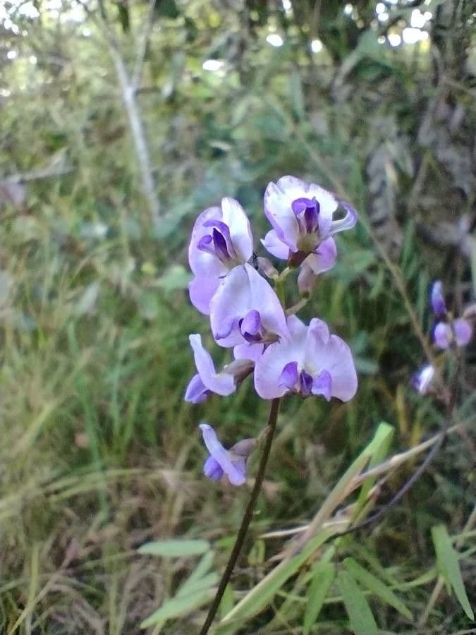 Glycine microphylla