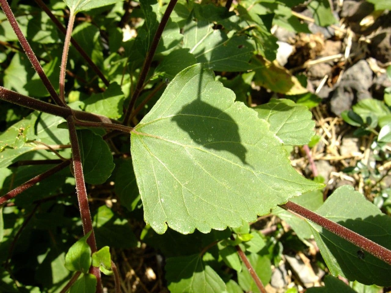 Drüsiges Wasserdost 13