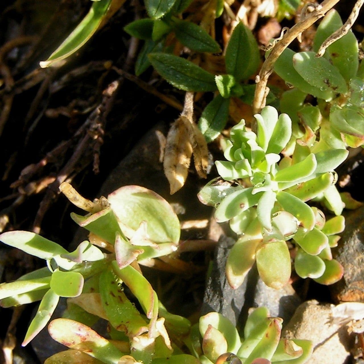 Linaria 4