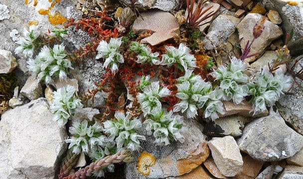 Paronychia capitata 8