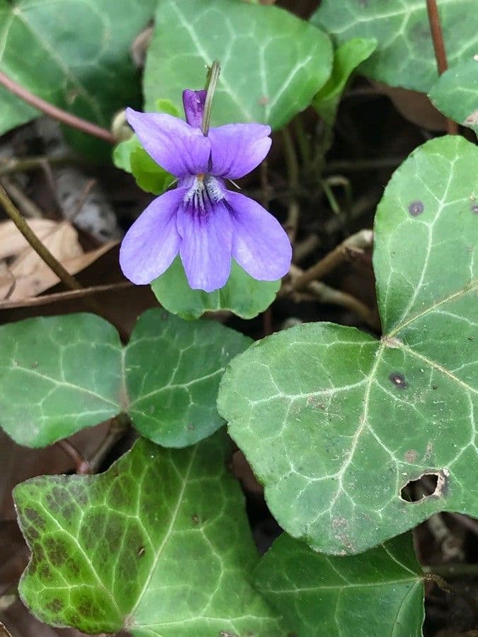 Viola elatior 6