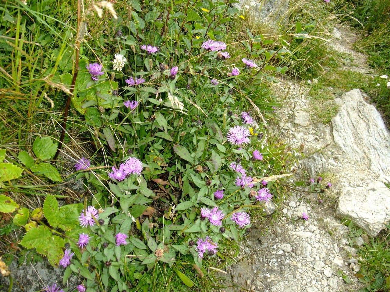 Pochvatec černavý 11