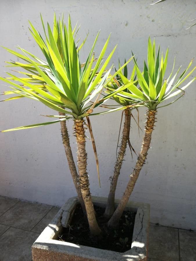 Yuca gigante 9