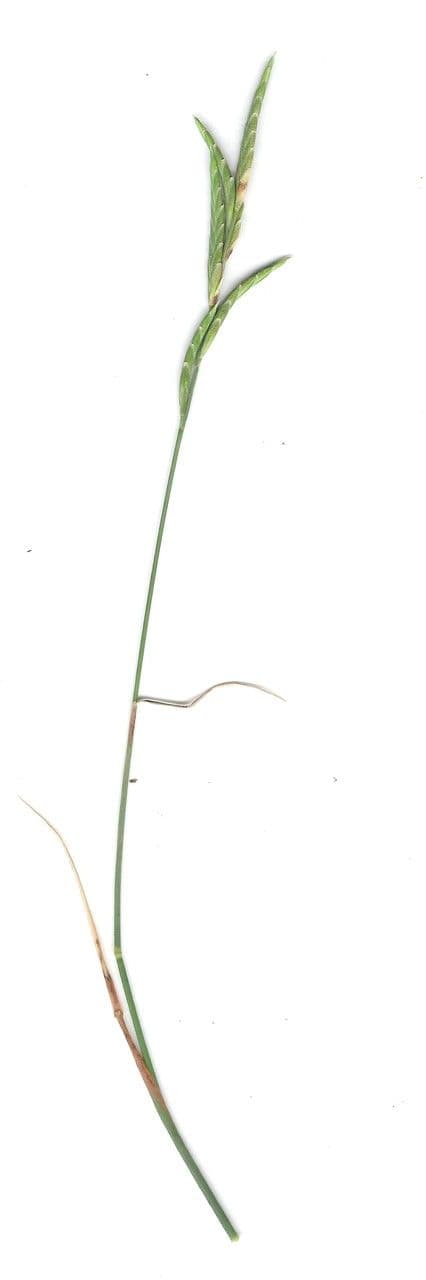 Brachypode phénicoïde 24