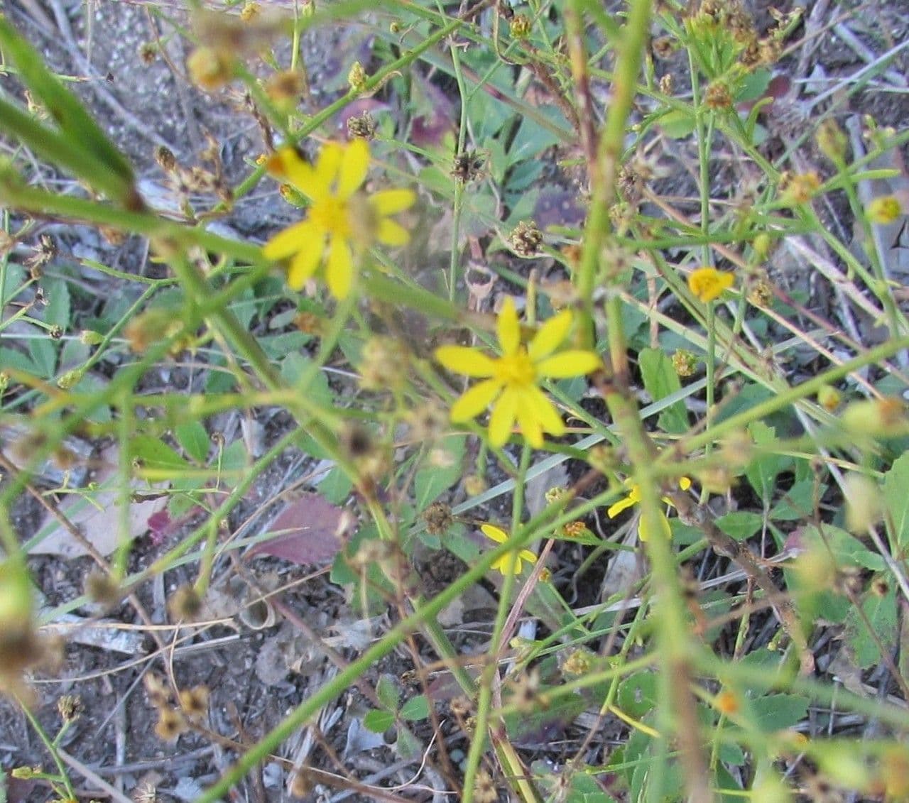 Amphiachyris dracunculoides 8