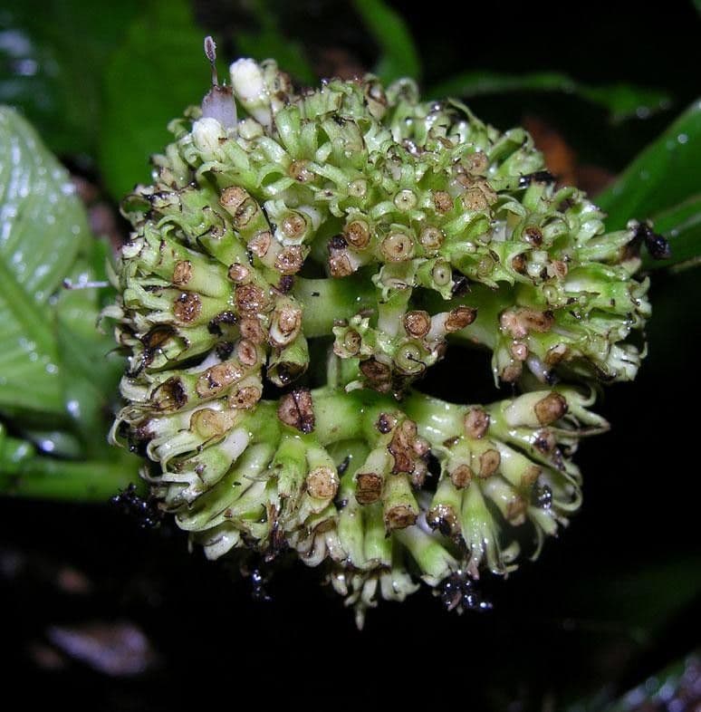 Psychotria 5