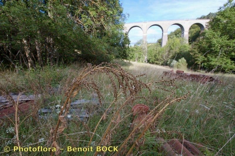 Betterave du Caucase 7