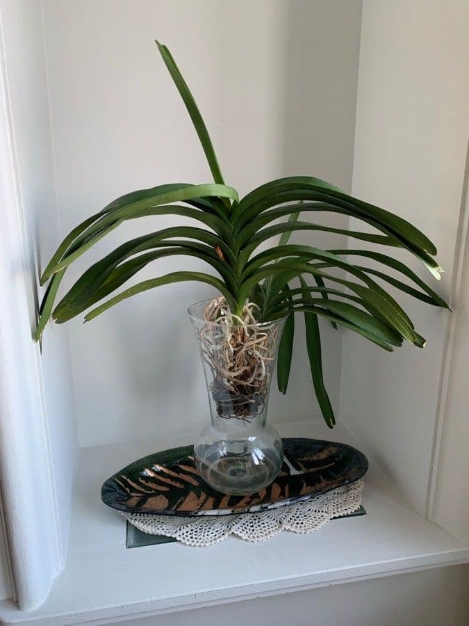 Vanda
