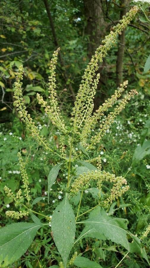 Ambrosia trifida 3