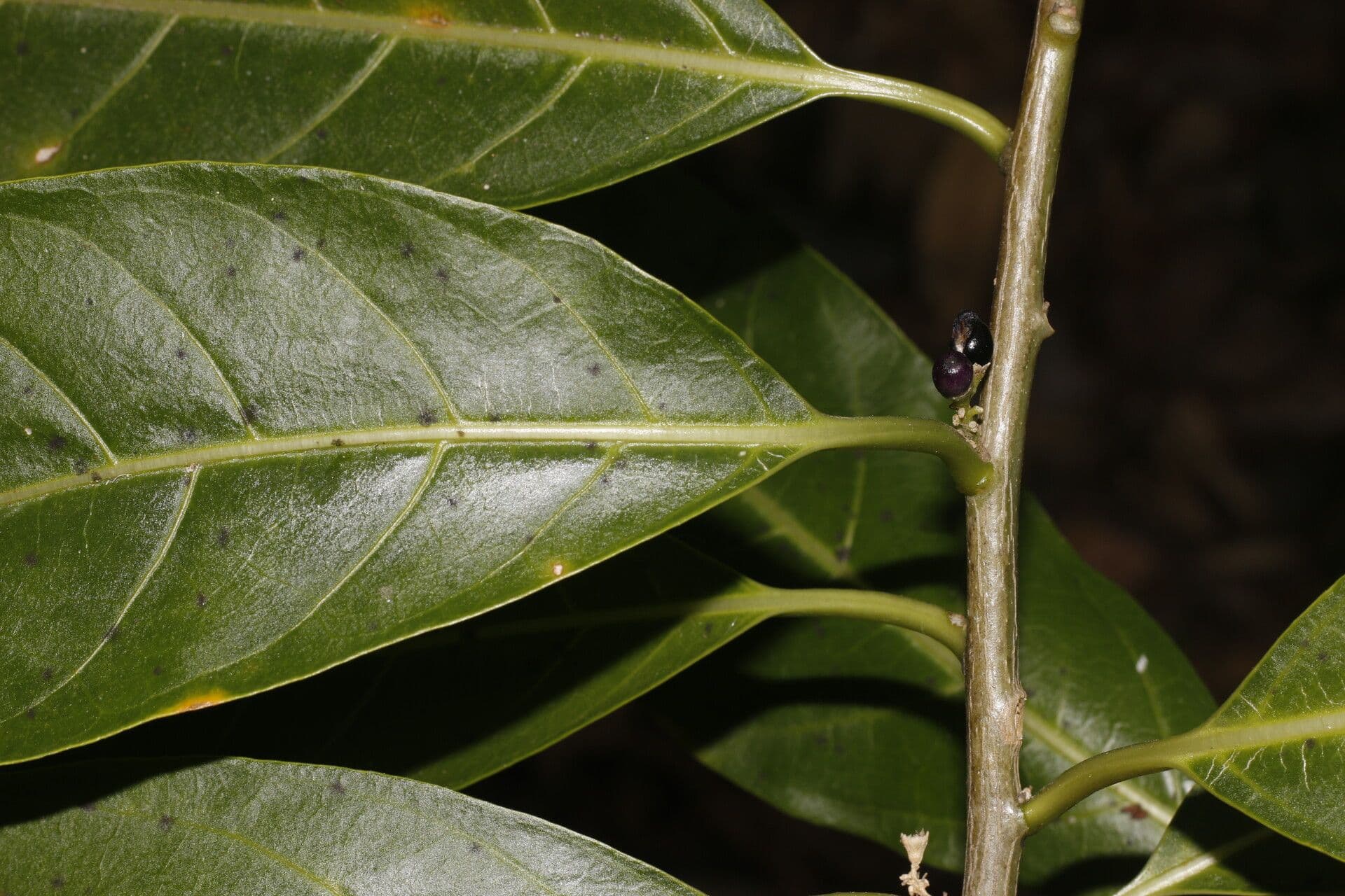 Drüsiges Cestrum 2