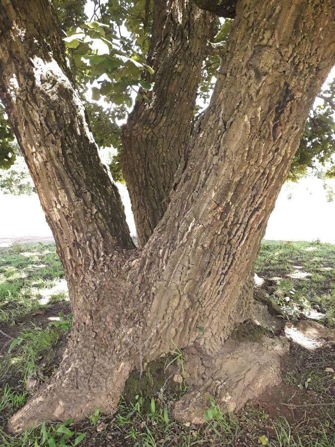 Albero corallo comune 21