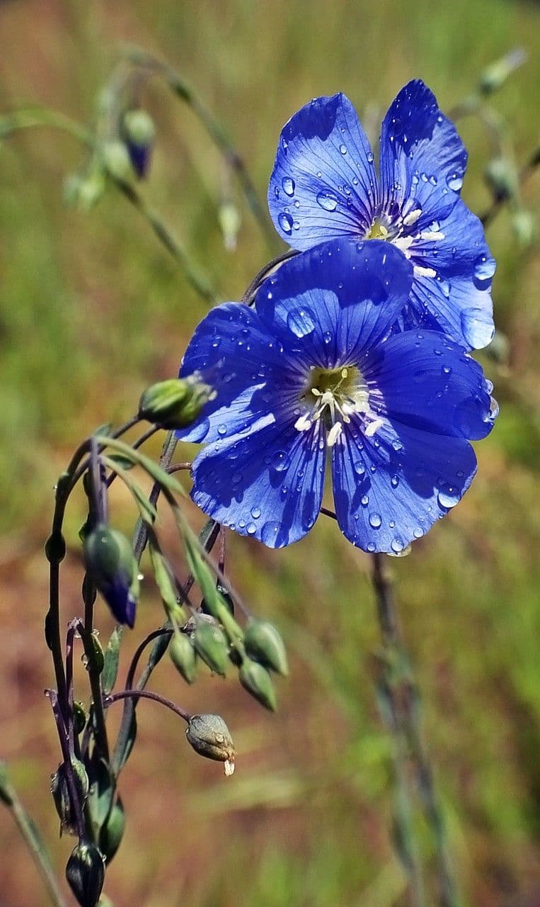 Linum leonii 10