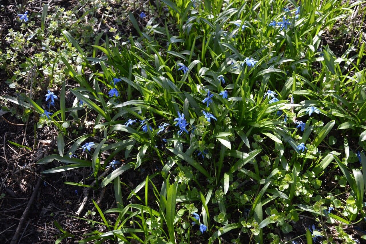 Scilla siberica 17