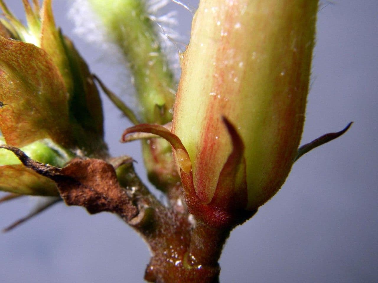 Mandevilla 4