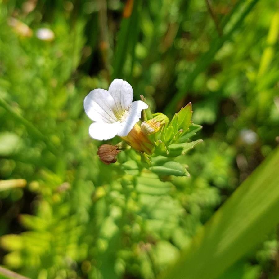 Graciola lekárska 3