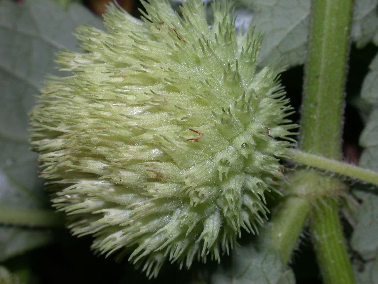 Hyptis capitata 16
