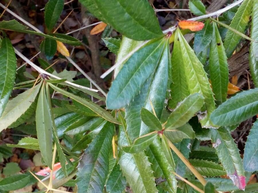 Berberys Sargenta 5