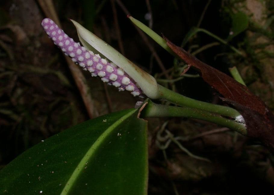 Anthurium 3