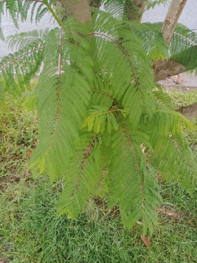 Jacaranda 18