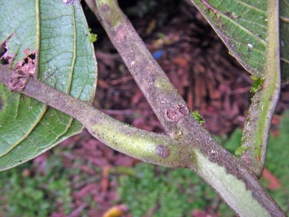 Rhodostemonodaphne 20