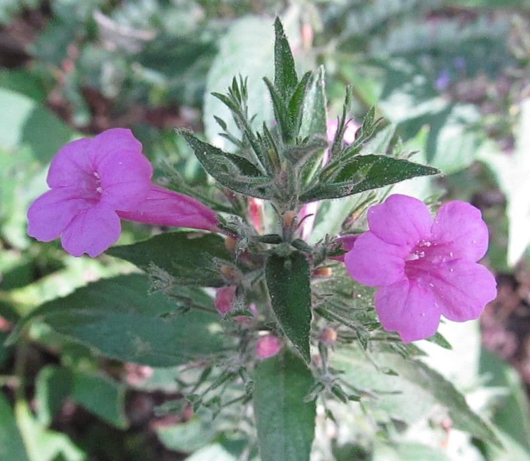 Ruellia 4