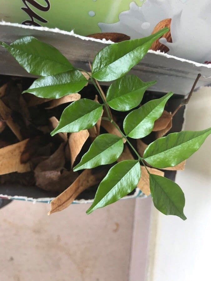 Perubalsam 5