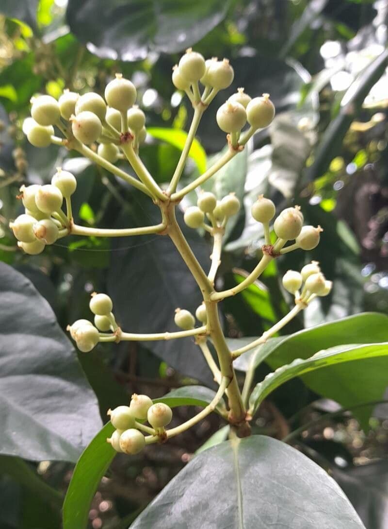 Dendropanax arboreus 4
