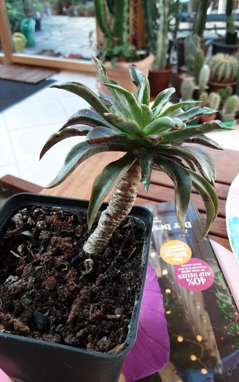 Echeveria 7