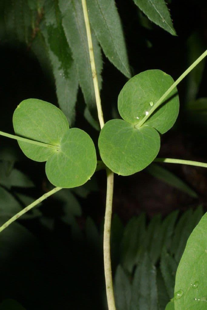 Clematide coriacea 14