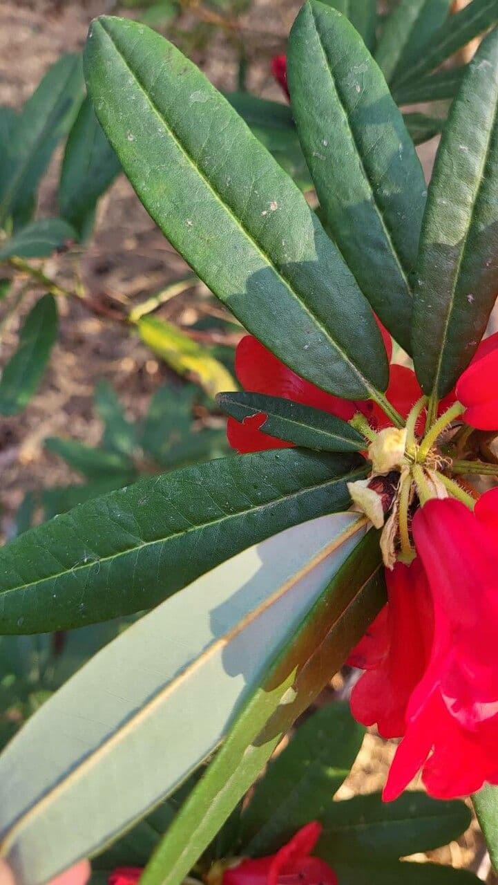Rododendron 13