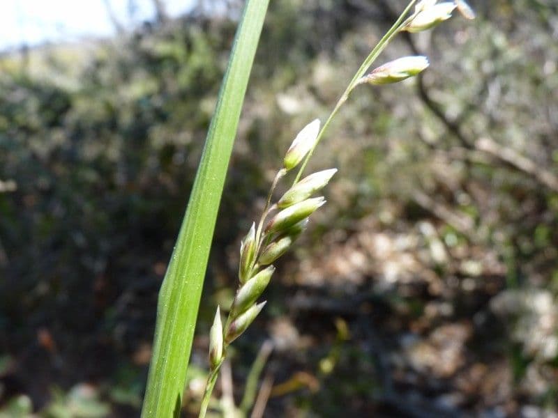 Small melick 9