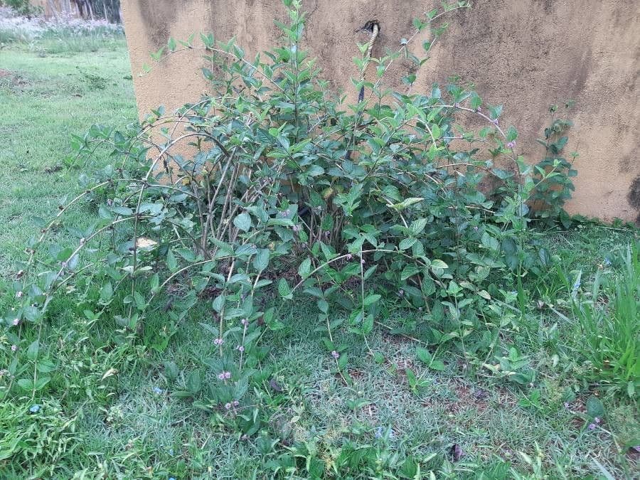 Lippia alba 9