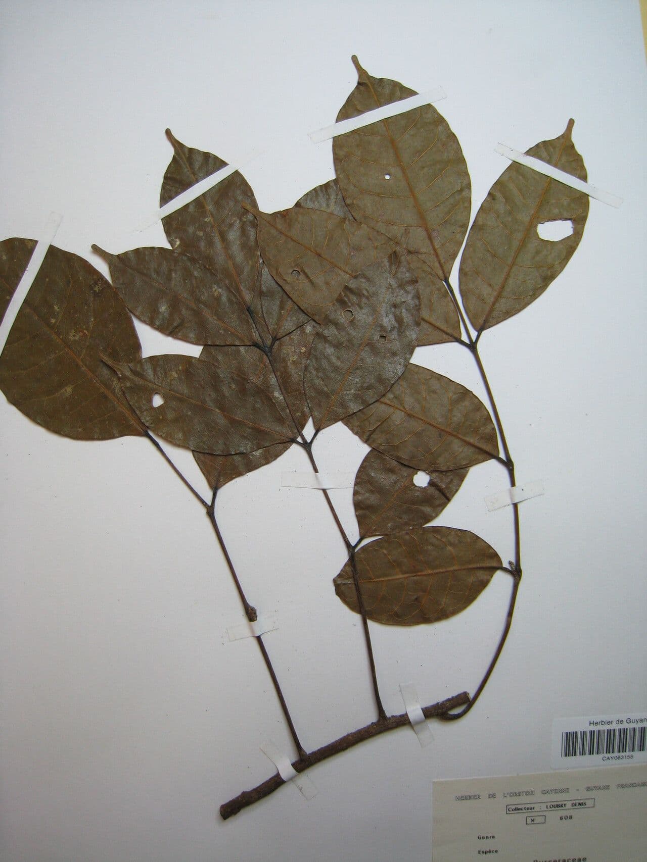 Protium divaricatum 3