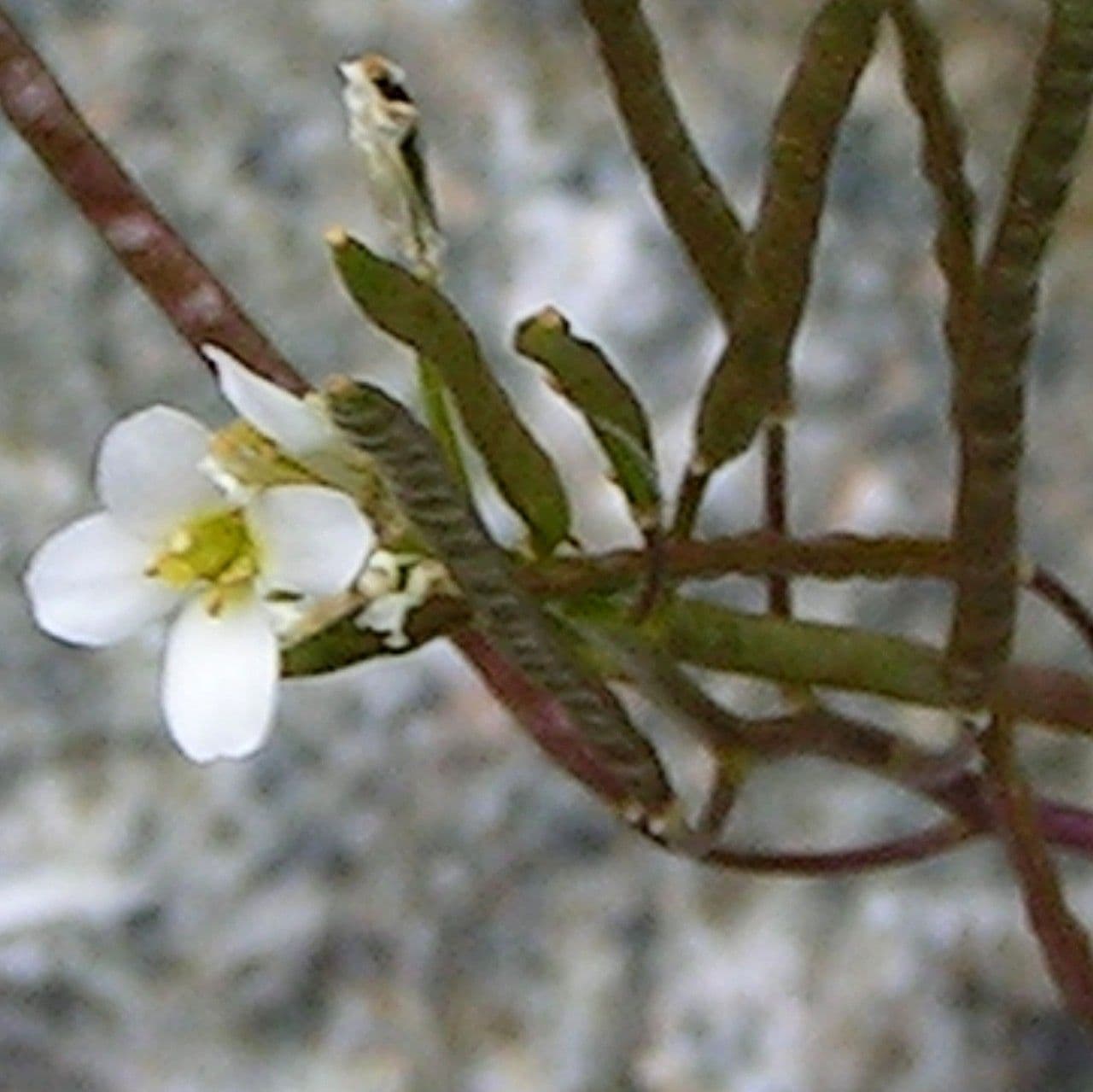 Arabetta alpina