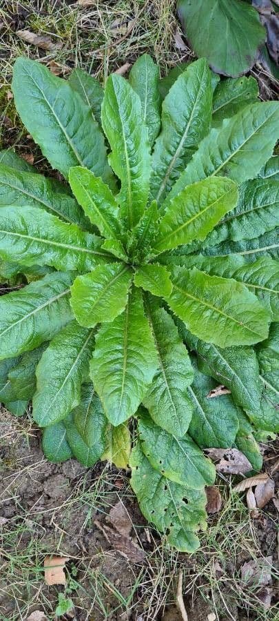 Lechuga amarga 17