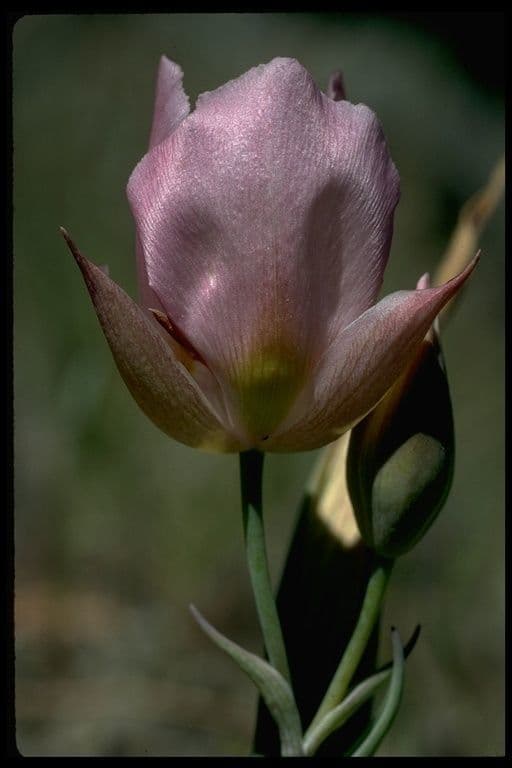 Calochortus 4