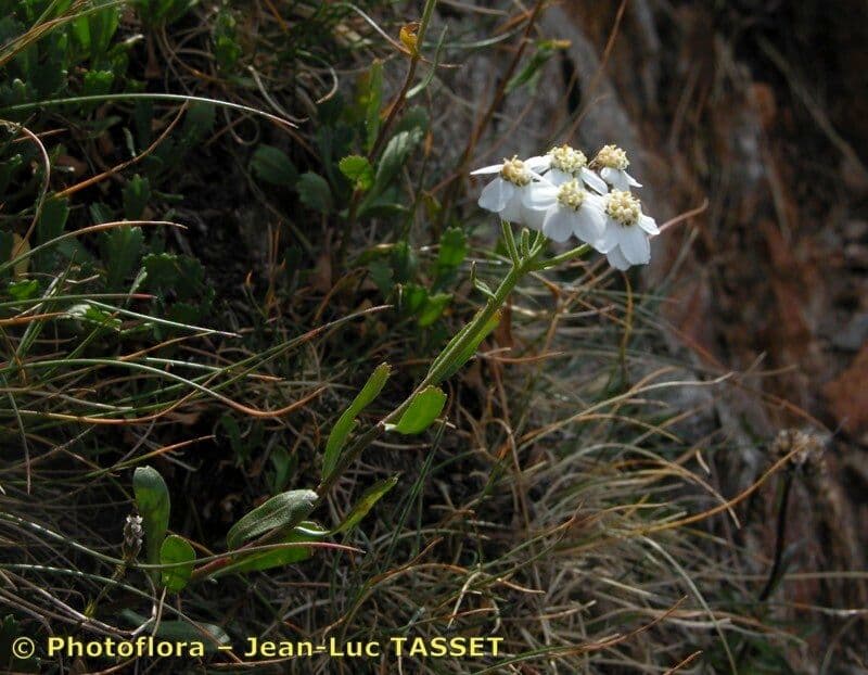 Achillea erba-rotta 19