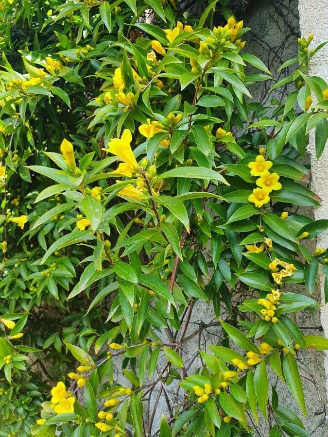 Immergrüner Sommerjasmin