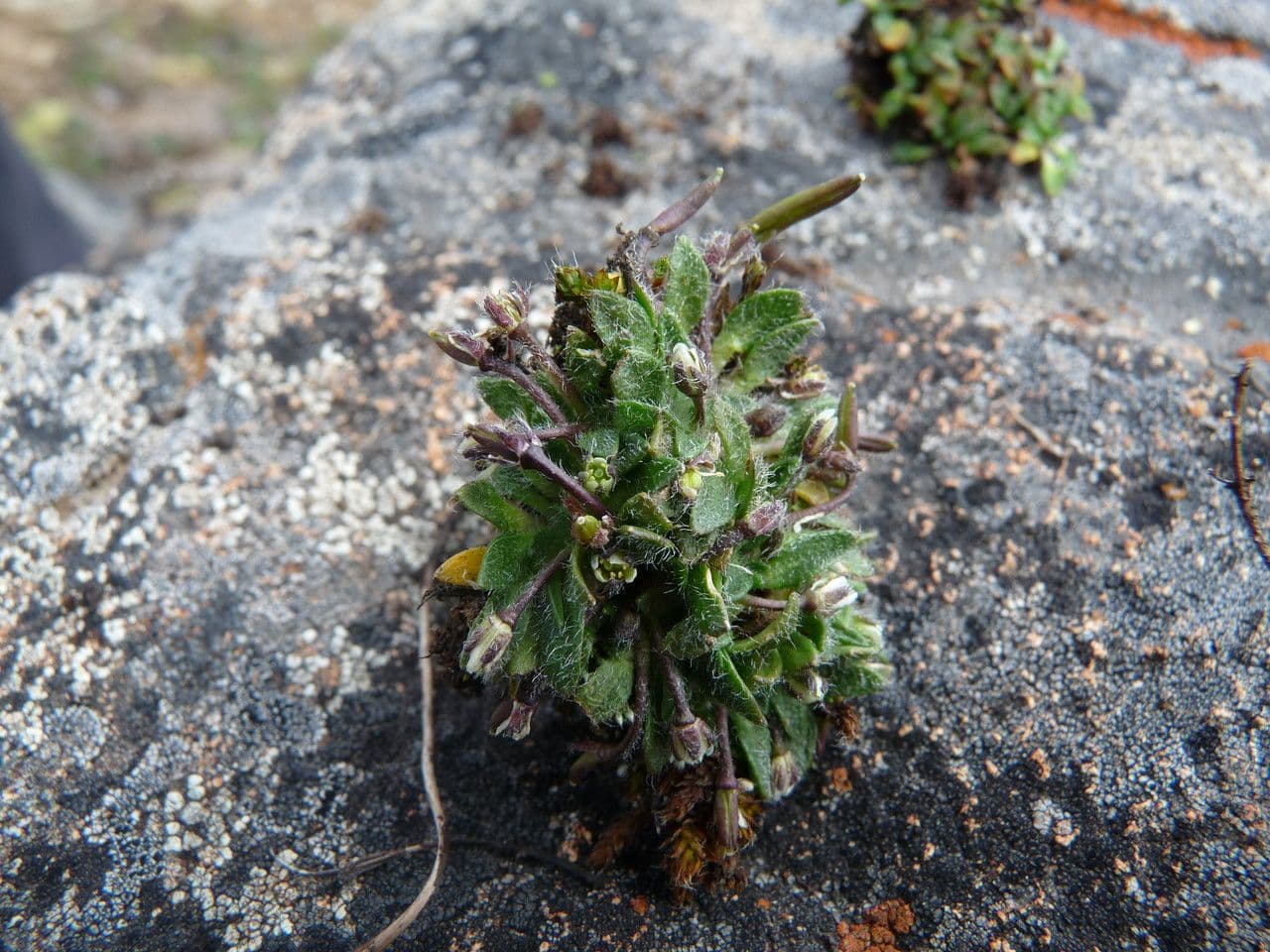 Brayopsis