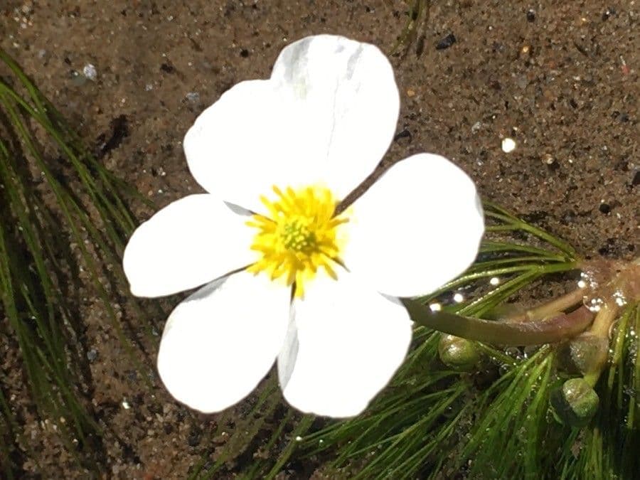 Ranunculus fluitans 5