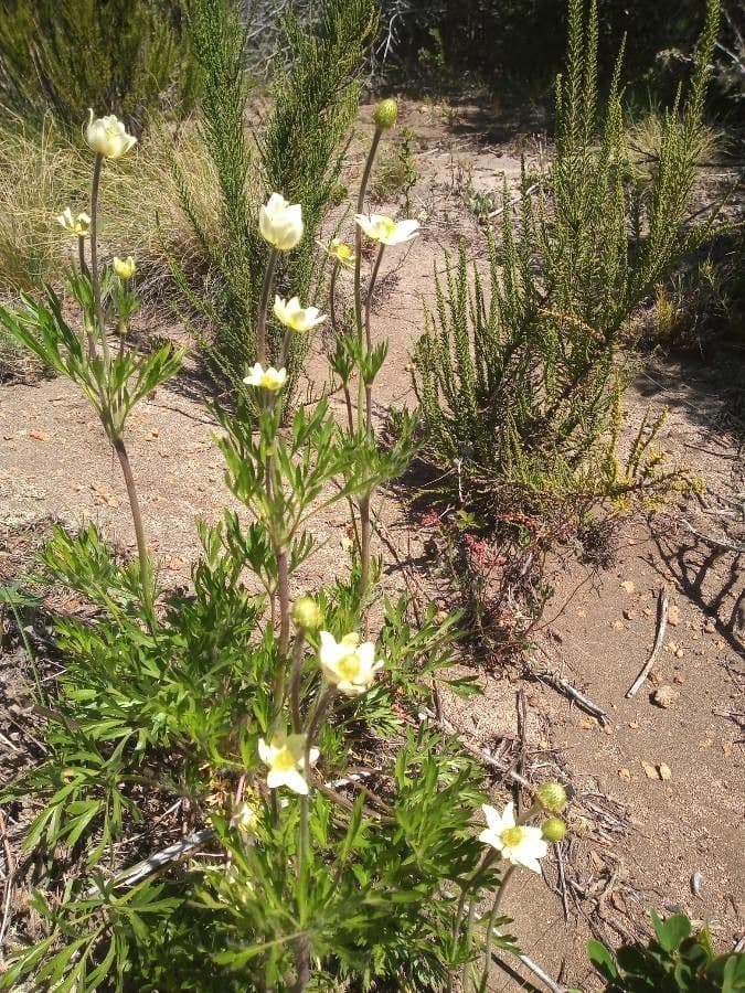 Anemone multifida 15