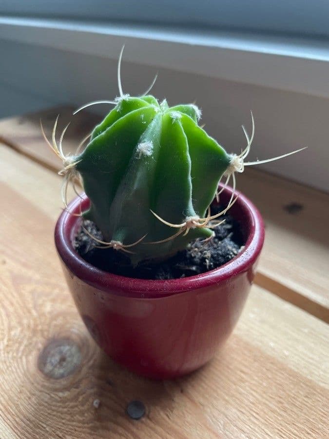 Cactus 18